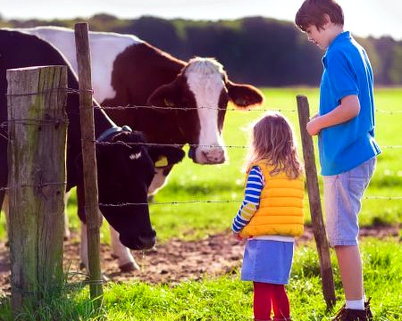 Children with dairy cattle at a fence line
